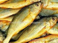 Yellow Croaker (Yellow Croaker )