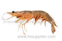 Brown Shrimp (Brown Shrimp)