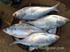 Hilsa Fish (Hilsa Fish)