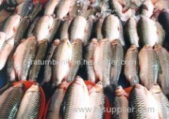 Fresh Rohu Fish (Fresh Rohu Fish)