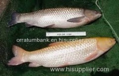 Spawn Grass Carp (Ctenopharyngodon Idella