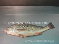 Croaker Fish (Whole) Croaker Fish (Whole)