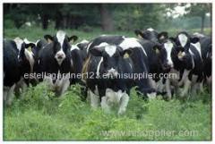 High Quality Live Dairy Cows and Pregnant Holstein Heifers Cows For sale