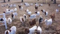 Livestock Full Blood Boer Goats for sale 2015