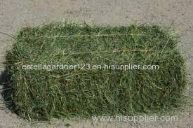 Sun Dried Alfalfa Hay in Netherlands
