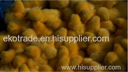 Broiler day old Chicks for sale/COMMERCIAL BROILER CHICKS/ROSS308/COBB500/HUBBARD