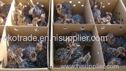 Ostrich Chicks for sale/ Commercial Ostrich Chicks for Sale
