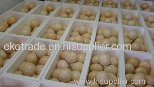 Ostrich Hatching Eggs for sale