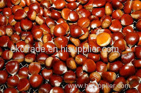 CHESTNUTS/Grade A organic Chestnuts