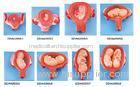 8 parts embryonic development Human Anatomy Model from first to the seventh month pregnancy
