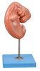 4 weeks old Embryo Human Anatomy Model mounted on a stand