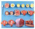 Human Fertilization and early embryogeny Human Anatomy Model shows fetal development