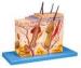 Skin Block Human Anatomy Model 26 position displayed training doll