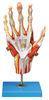 Muscles of hand Human Anatomy Model with main vessels and Nerves 42 position display