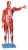 Male anatomical muscle model / Human Anatomy Model with Internal Organs 27 Parts