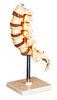 Thoracic Vertebra with stander Human Anatomy Model for nursing school