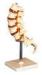 Thoracic Vertebra with stander Human Anatomy Model for nursing school