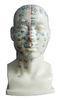 Human Head with Acupuncture Point Model human body for Medical Colleges