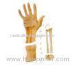 Wrist Arthroscopy operation human head anatomy model for nursing shool student