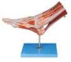Muscles of Foot Human Anatomy Model with main vessels and Nerves for anatomy structure demonstrate