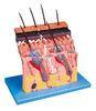 Skin section Human Anatomy Model shows layers of skin for anatomy structure demonstrate