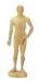Chinese Traditional Acupuncture Point Model / Medicine Training Model with Point Mark