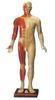 Male Training Manikin Acupuncture Point Model mannequin with Fourteen Channel