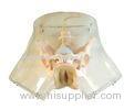 Soft touching feeling gynecologic simulator transparent curettage teaching model