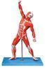 Muscles of Male Anatomy Model 69 positions display traing model