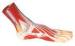 Foot Anatomy Human Model hand painted color for medical training