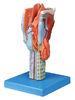 Life size sectioned larynx Human anatomy Model for colleague training