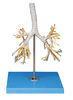 Advanced PVC Human Anatomy Model bronchial tree 50 positions dispalyed for Colleage training