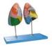 Number signed Human Anatomy Model lung segments for colleague training