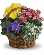 Spring Has Sprung Mixed Basket