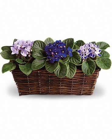 Sweet Violet Trio Flower Baskets