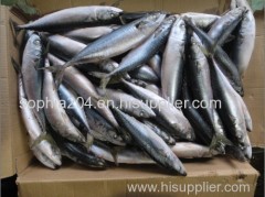 Frozen mackerel whole round