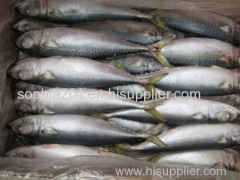 Frozen pacific mackerel frozen mackerel