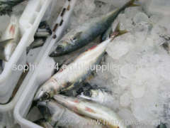 Frozen pacific mackerel frozen mackerel