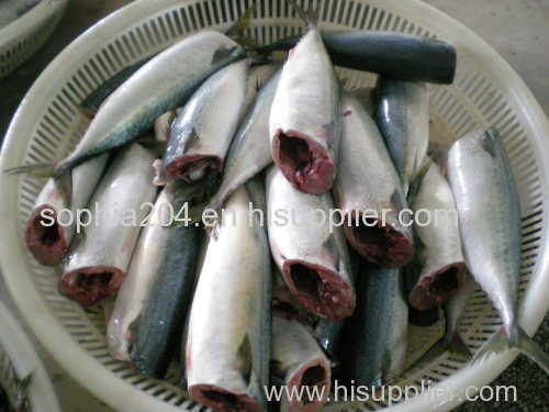 Pacific mackerel frozen mackerel HG(T)