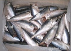 Pacific mackerel frozen mackerel HG(T)