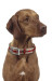 SpeedyPet Brand Softable Durable Nylon Dog collar
