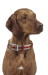 Speedypet Small Size Nylon Pet Collar