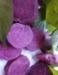 purple sweet potato color ; Beverage using colorant