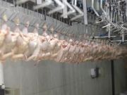 New UK Poultry Slaughter Rules Pose Animal Welfare Problems