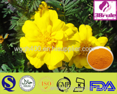 Corydalis Tuber Extract Corydalis Tuber Extract