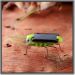 Factory product Solar energy product Solar power product Solar Locust grasshopper Solar toy kit green eco-friendly