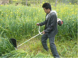 walking harvester rice harvester