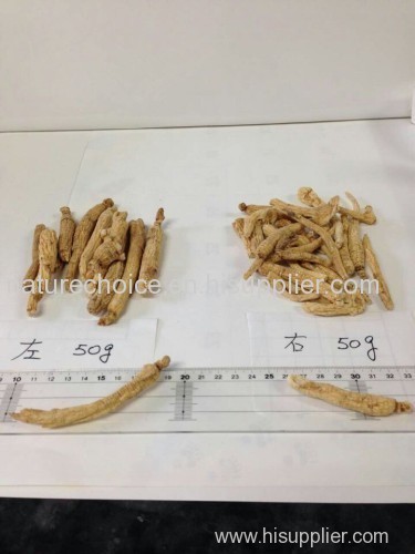 white ginseng root red ginseng root