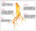 white ginseng root red ginseng root