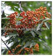 Dried rowan fruits Sorbi fructus